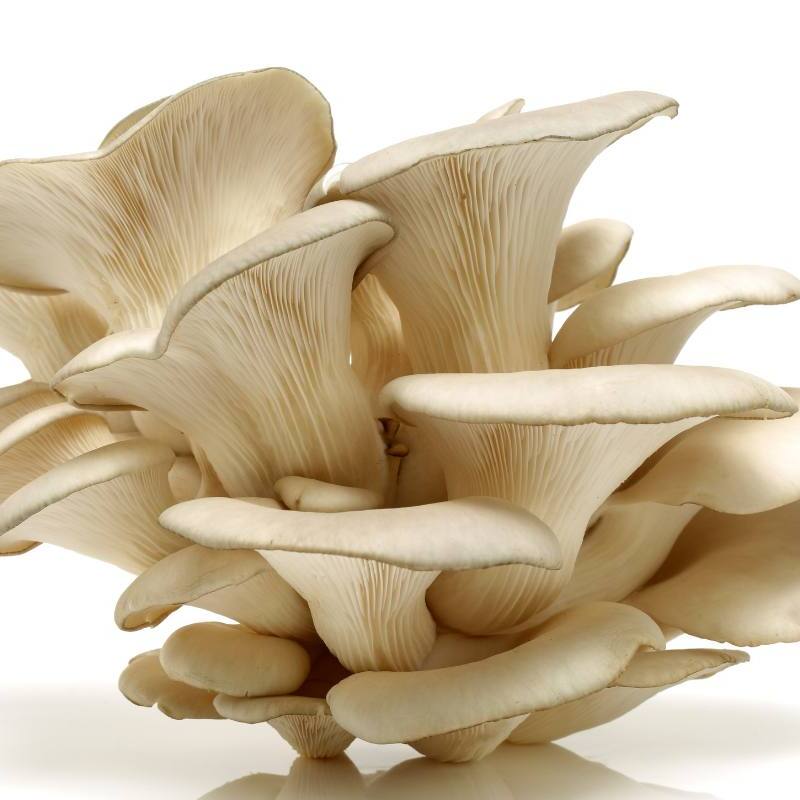 White Oyster: Produces loose clusters of cream, light grey or pure white, delicate mushrooms. Harvest when caps begin to turn upwards.